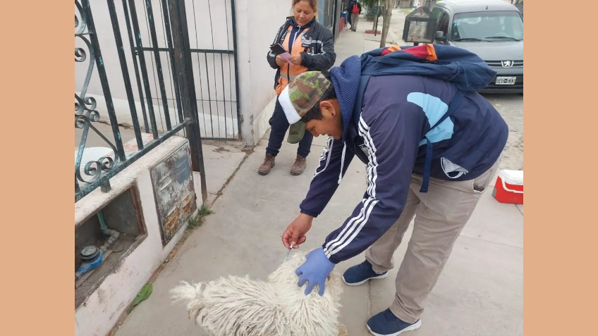 CAMPAÑA VACUNACIÓN ANTIRABICA, ANIMALES, PERROS, SAN JOSÉ DE METÁN